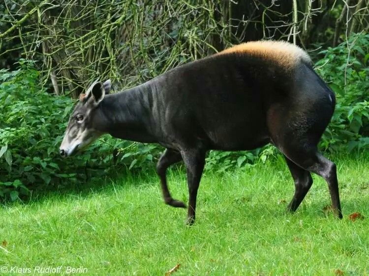 A yellow-backed duiker with erect yellow rump patch in forest
